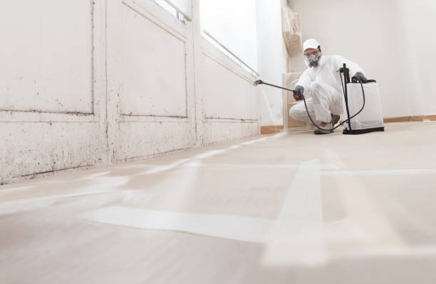 Black mold remediation team in Eagle